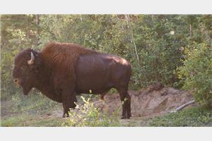 125_bison.jpg